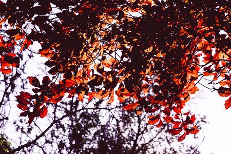 Beech tree with leaves in autumn colors UKの写真素材