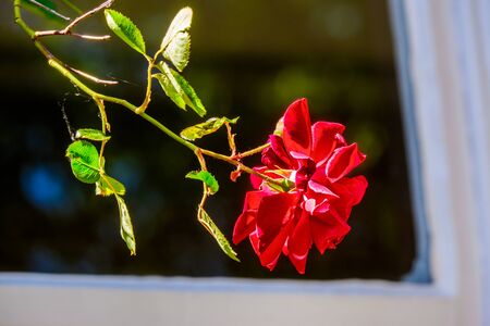 single red rose on plant in a garden UKの写真素材