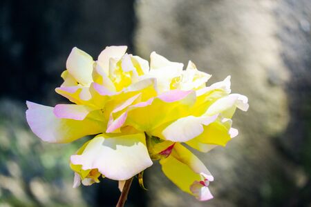 Beautiful yellow rose flowers in the garden UKの写真素材