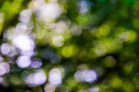 Blur bokah Sparkling green, yellow and white patternの写真素材