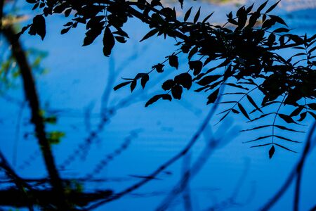 Overhanging Branches and leaves by the River Bela in Beethamの写真素材
