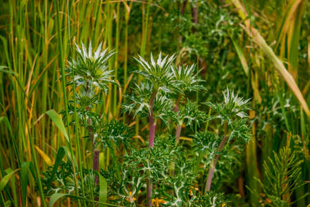 Common Goldenthistle in their wild state in a garden UKの写真素材