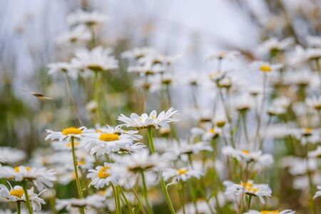 close up of a group of ox eye daisy UKの写真素材