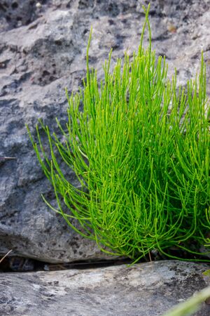 Green Mormon Tea close up in a herb gardenの写真素材