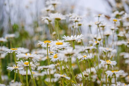 close up of a group of ox eye daisy UKの写真素材