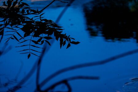Overhanging Branches and leaves by the River Bela in Beethamの写真素材
