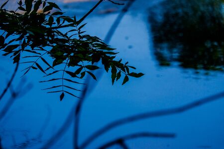 Overhanging Branches and leaves by the River Bela in Beethamの写真素材