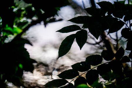Overhanging Branches and leaves by the River Bela in Beethamの写真素材