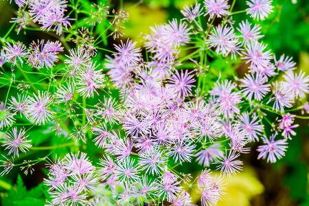 Columbine Meadow Rue flowers Thalictrum Aquilegifolium is native to Europe and Asia.の写真素材