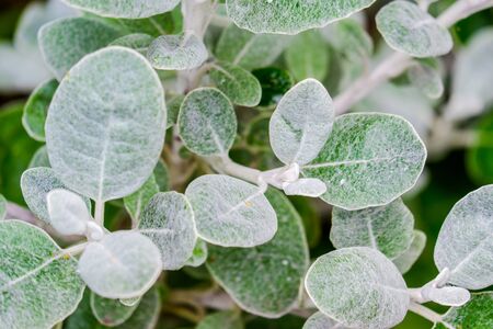 lamb's ear sliver leafed furry plant found in England