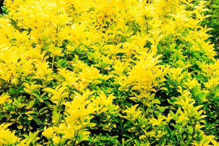 golden Privet as a Eyecatcher in front garden UKの写真素材
