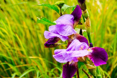 purple and pink irises blossoming in a garden in UKの写真素材