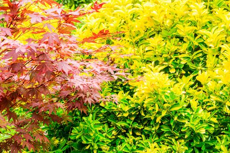 golden Privet as a Eyecatcher in front garden UKの写真素材