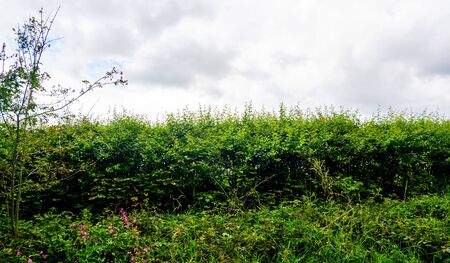 Live green spring fence from prickly hawthorn hedge with grey skyの写真素材