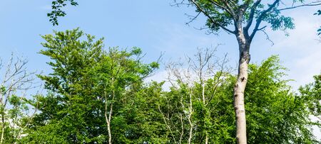 The tops of trees in forest against blue sky with clouds backgroundの写真素材