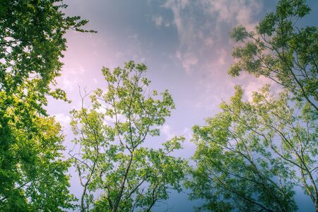 Sunlit Tree Canopy dappled with golden light and blue skyの写真素材