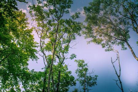 Sunlit Tree Canopy dappled with golden light and blue skyの写真素材