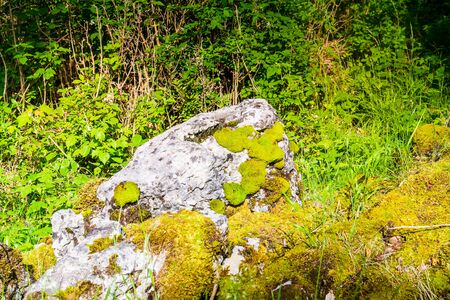 view of glacial limestone rock covered with lush green moss and old forest trees on a sunny summer day UKの写真素材