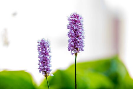 Blossoms of the Common Bistort, Bistorta officinalis, Europeの写真素材
