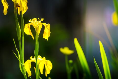 three wild yellow flag iris in a pond with diffused backgroundの写真素材