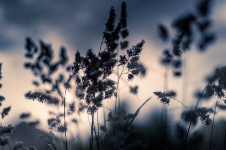 Cocksfoot grass on a sunny eveing with a shallow depth of field UKの写真素材