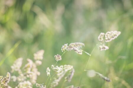 Cocksfoot grass on a sunny eveing with a shallow depth of field UKの写真素材
