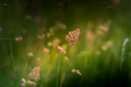 Cocksfoot grass on a sunny eveing with a shallow depth of field UKの写真素材