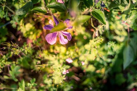 Beautiful blooming campion in sunlight in June UKの写真素材