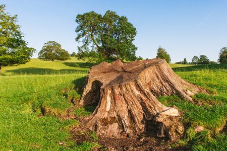 close up of a Large tree stump in Dallam Park Milnthorpeの写真素材