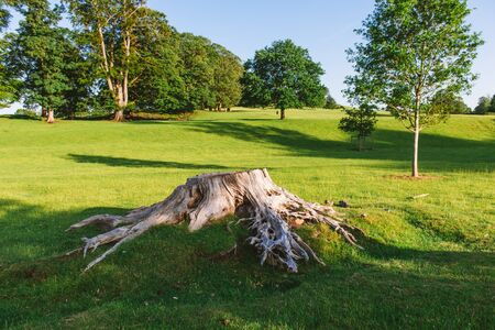 close up of a Large tree stump in Dallam Park Milnthorpeの写真素材