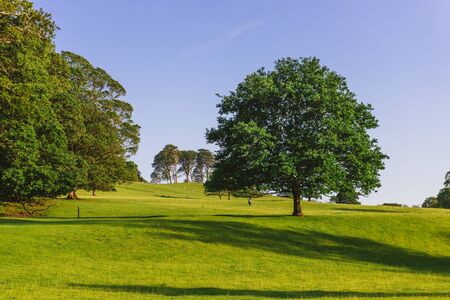 The open parkland of Dallam Park on a sunny evening Milnthorpe,の写真素材