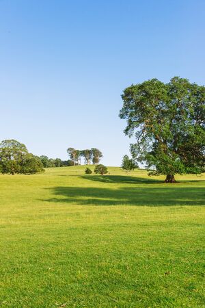 The open parkland of Dallam Park on a sunny evening Milnthorpe,の写真素材
