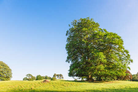 The open parkland of Dallam Park on a sunny evening Milnthorpe,の写真素材