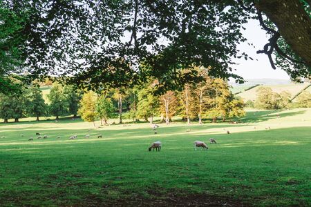 A Sunlit track running through the Dallam Park Estate. Cumbria,の写真素材