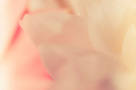 sweet color rose and hydrangeas soft color and blur style for backgroundの写真素材