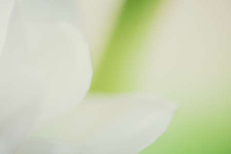 Spring Bokeh light background. Holiday glowing backdrop. Defocused Backgroundの写真素材