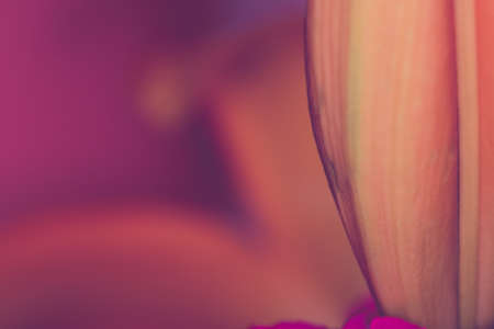 Lily. Close-up of an orange Lily flower. Macro horizontalの写真素材