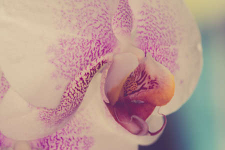 Beautiful pink and white spotted Orchid closeup UKの写真素材
