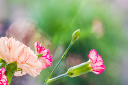 floral background of multi-colored flowers . Beautiful bouquet of carnation. colorful carnation....