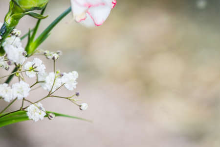 closeup gypsophila on blur backgroundの写真素材