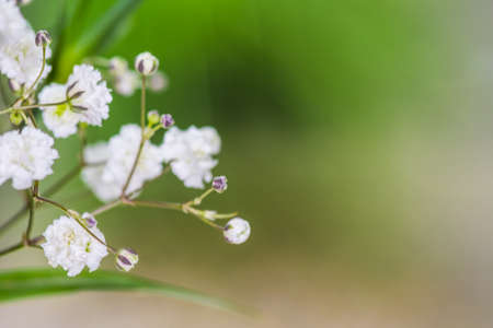 closeup gypsophila on blur backgroundの写真素材