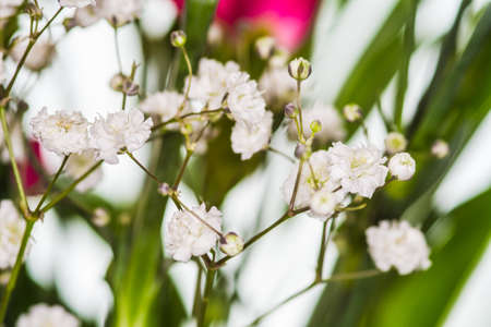 closeup gypsophila on blur backgroundの写真素材