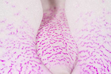MacMacro of pink and white orchid petalsの写真素材
