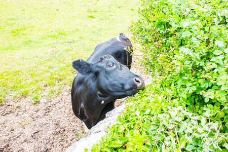 Cow eating lush new growth on bush UKの写真素材
