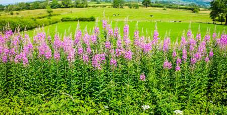 Willowherb and fields on a summer day UKの写真素材