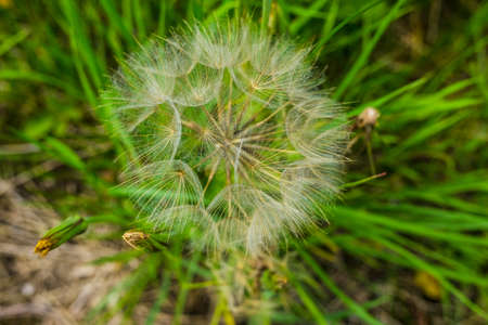 Tragopogon, goatsbeard or salsify is like a huge dandelion flower. Seeds in the form of parashuti with white fluff.の写真素材