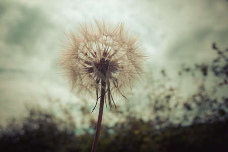Tragopogon, goatsbeard or salsify is like a huge dandelion flower. Seeds in the form of parashuti...