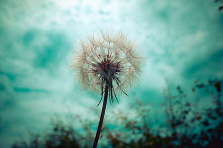 Tragopogon, goatsbeard or salsify is like a huge dandelion flower. Seeds in the form of parashuti with white fluff.の写真素材