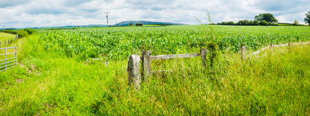 Panorama of young corn plants in field on the blue sky UKの写真素材