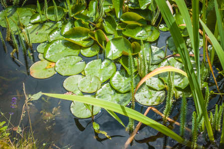 Lily pads on the surface of a pond.の写真素材